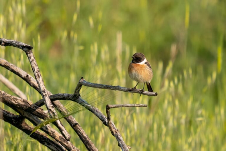 Photo by Bonnie Sheinman - KKL-JNF  Archive