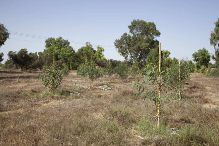 Photo by Guy Lumer- KKL-JNF Photo Archive
