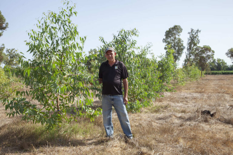 Photo by Guy Lumer- KKL-JNF Photo Archive