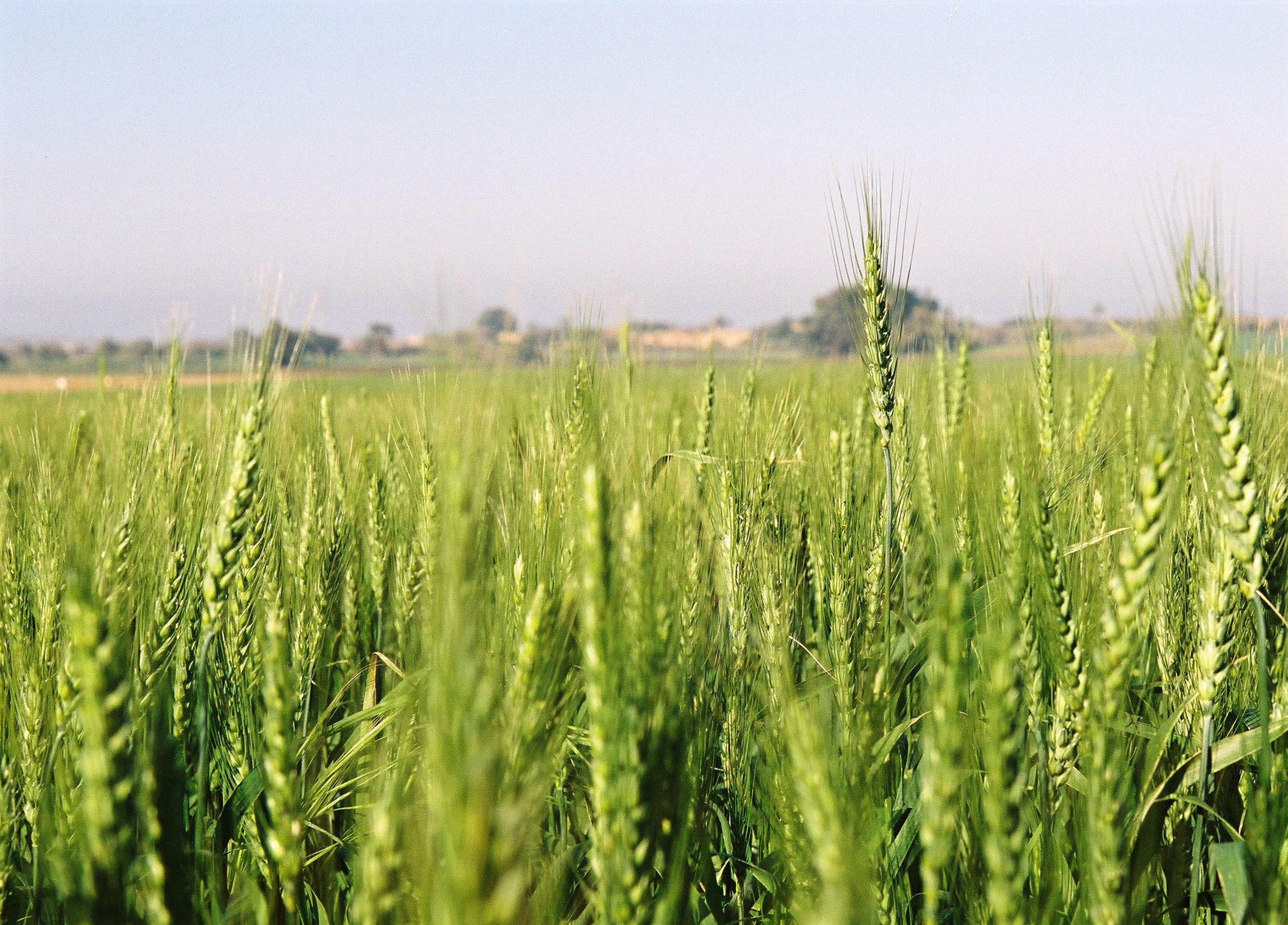 Photo by KKL-JNF, Photo Archive