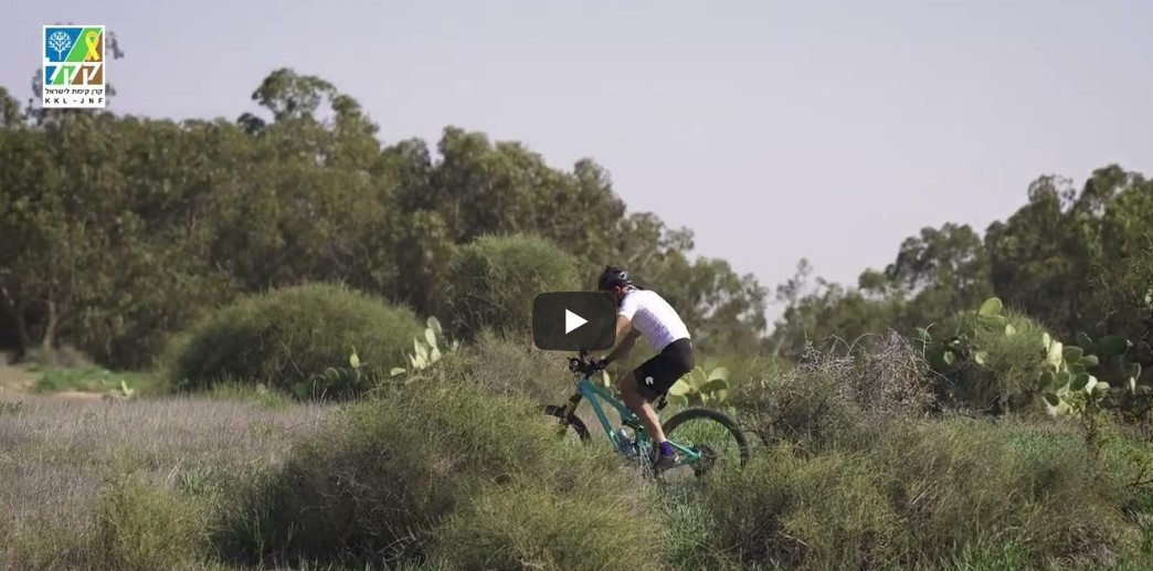 Rei'm Forest - Hebrew 