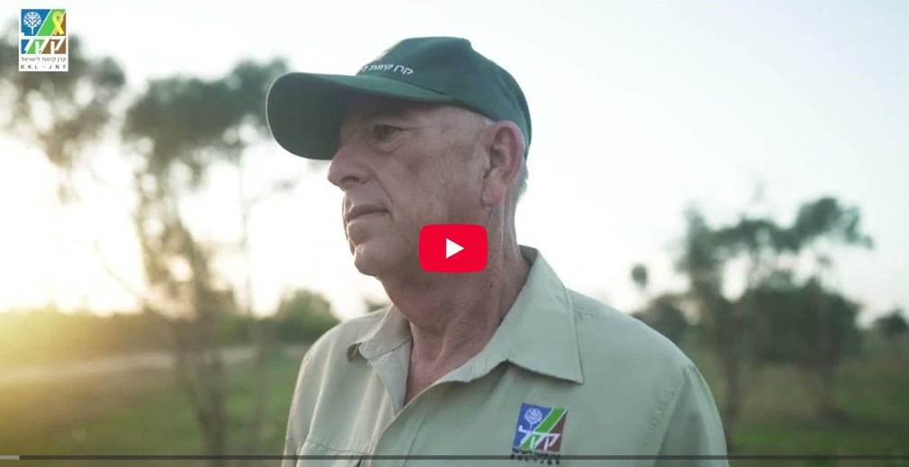 Rei'm Forest - English